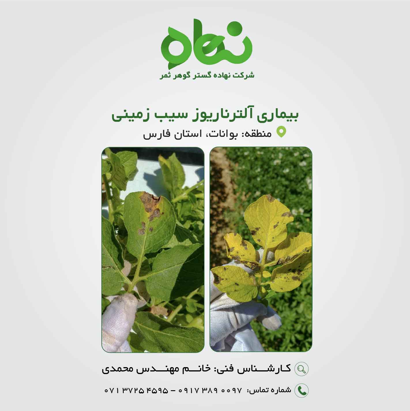 بیماری آلترناریوز سیب زمینی